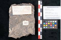 Foto (Objekt + Etikett) von Echitonium superstes Unger (NHMW-GEO-2024-0188-8011)